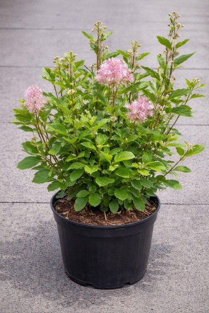 Цеанотус блідий Перл Роуз купити п9, 0,5л, р9